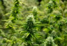 Growing cannabis banner background. Close up Marijuana green leaves with white yellow and brown stigmas trichomes indoor cultivation. Indoor greenhouse.